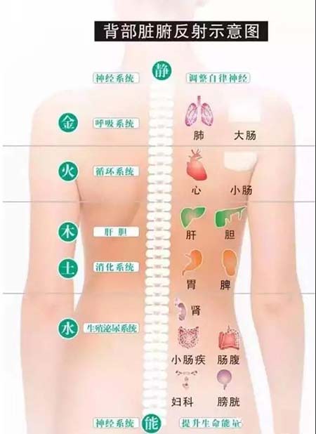 艾灸养生，调理重在背部！